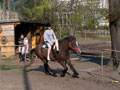 Ponyreiten fr Kinder an der Longe auf unserem Ponyhof
